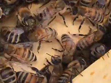 Bee Swarm Video
