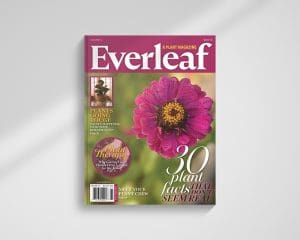 Ava Cook Magazine Mockup